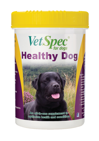 Healthy Dog